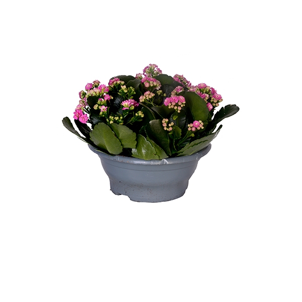 Kalanchoe 3