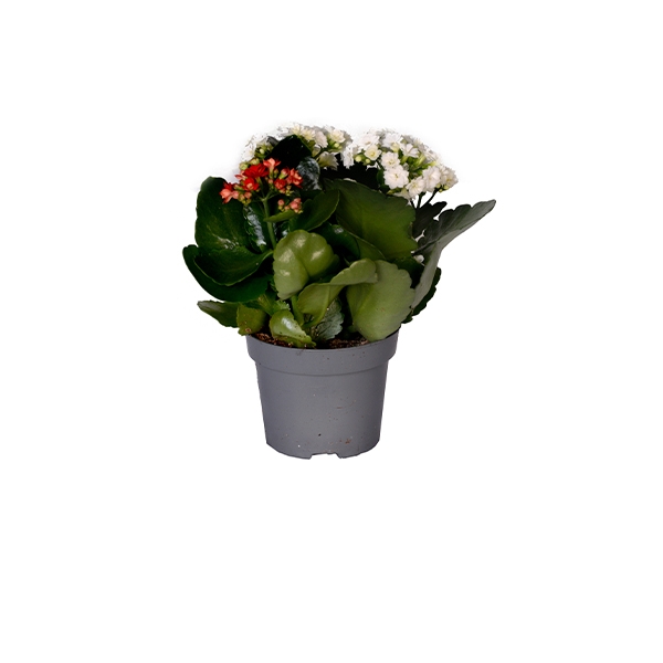 Kalanchoe 2