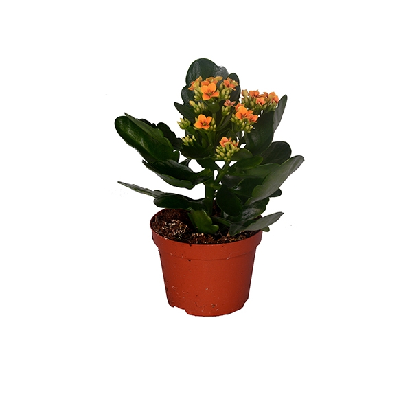 Kalanchoe 1