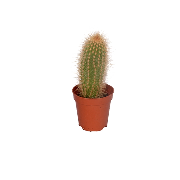 Kakts 5 cm