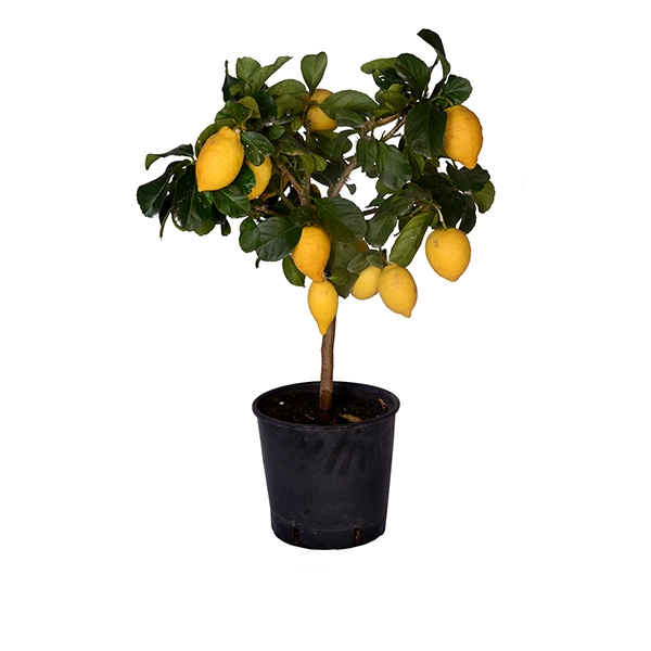 İthal Limon Ağacı