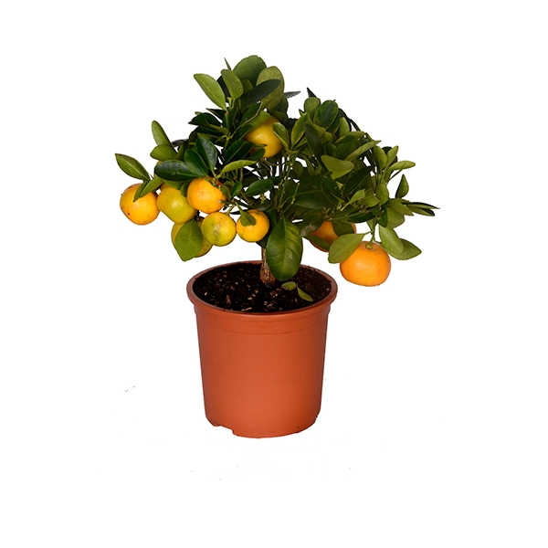 thal Bodur Mandalina Saks 20-30