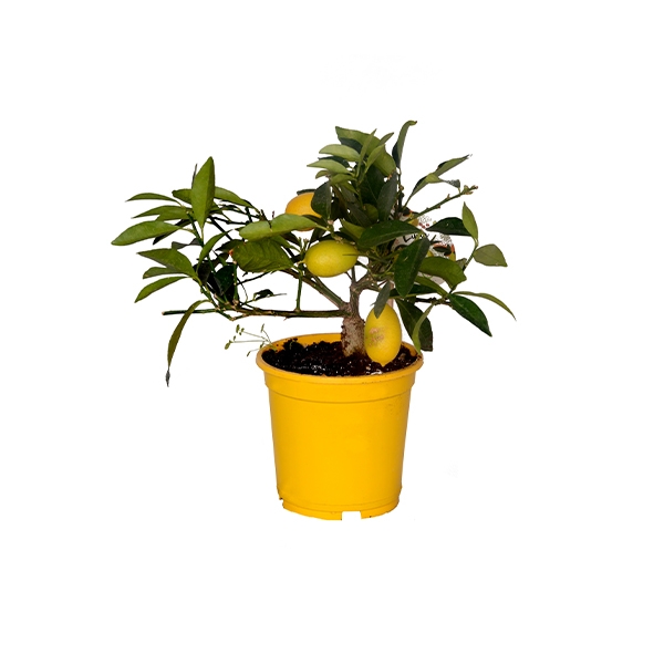 thal Bodur Limon 20-30 cm