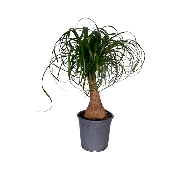 Fil Ayağı ( Nolina ) 30 cm