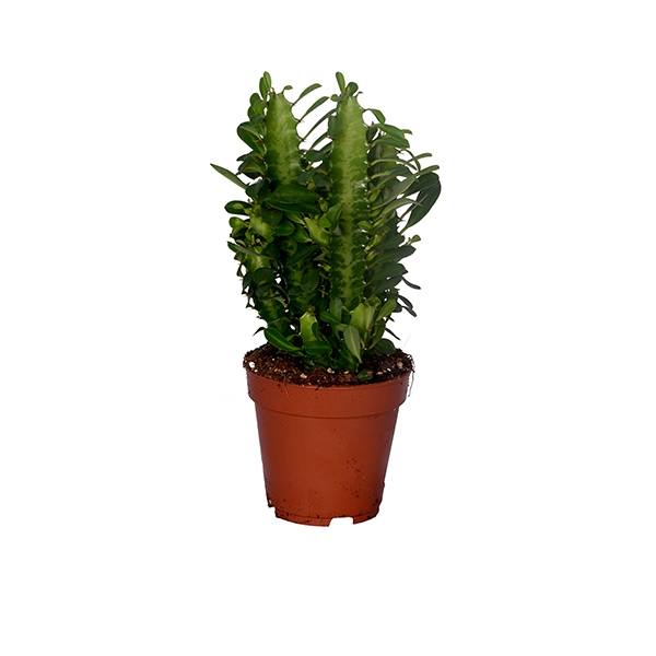 Eforbia Süt Kaktüs 25 cm