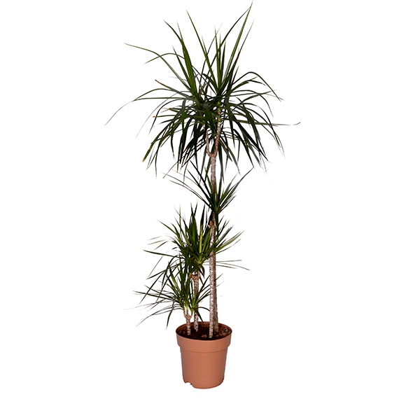 Drtl Marginata 150 cm