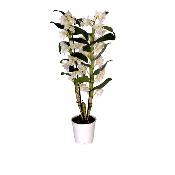 Dendrobiun ( Bambu Orkidesi )