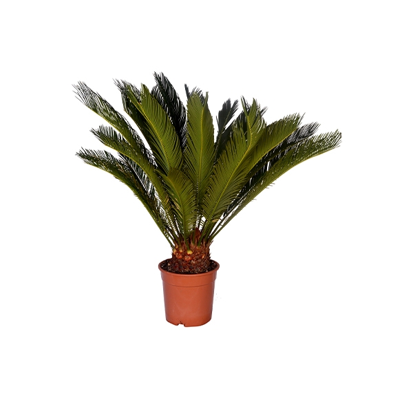 Cycas Palmiyesi