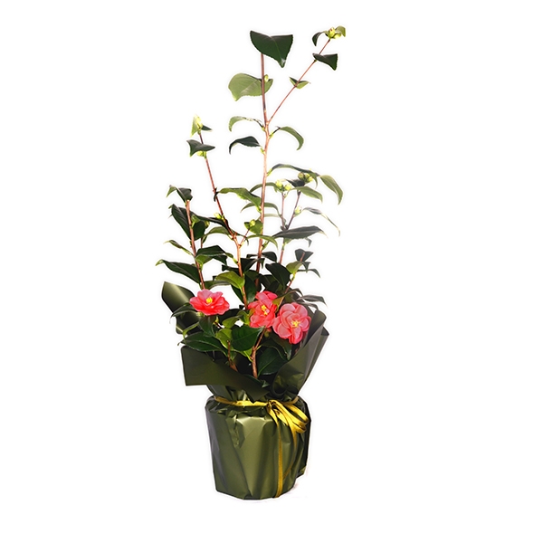 Camellia 45-50 cm aras