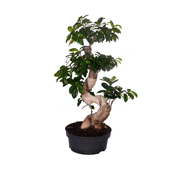Bonsai Ağacı 45 cm