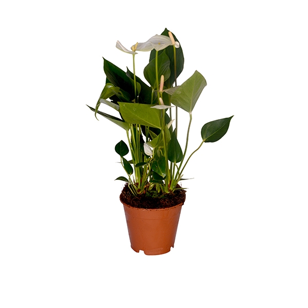 Beyaz Anatoryum 45 cm Yerli