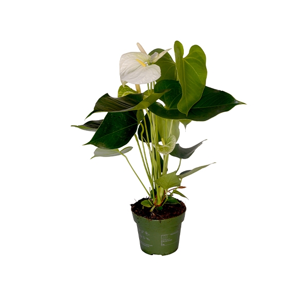 Beyaz Anatoryum 45 cm thal