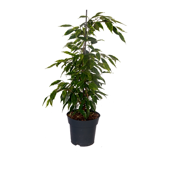 Benjamin 65 cm