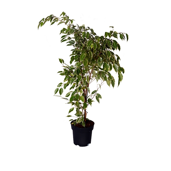 Benjamin Starlight ( Alacal ) 65 cm