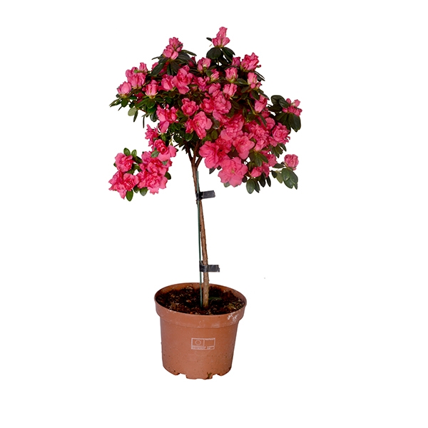 Pembe Baston Aelya 60 cm