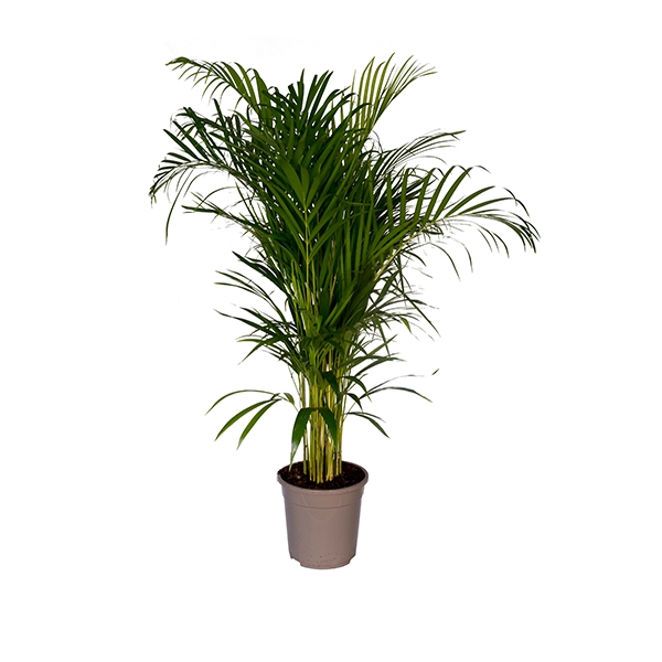Areka 110 cm
