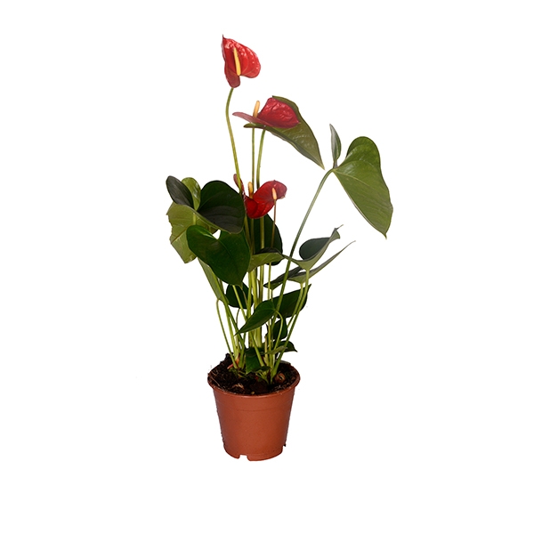 45 cm Krmz Anatoryum