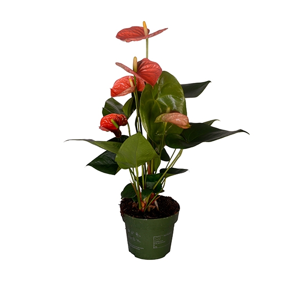 60 cm Krmz Anatoryum