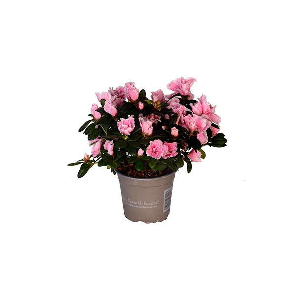 Ak Pembe Aelya