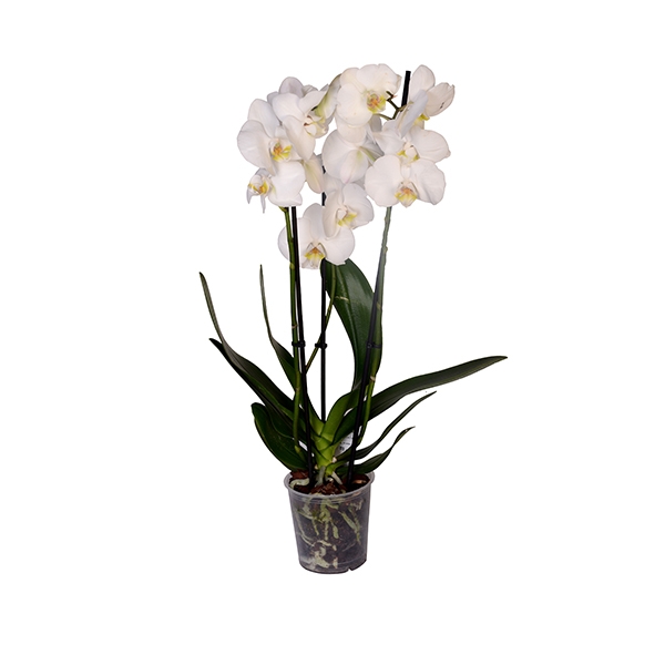 3 Dallı Beyaz Orkide 2