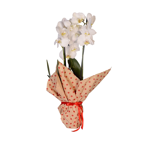 3 Dallı Beyaz Orkide 1