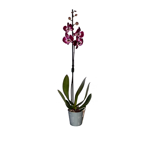 Tek Dal Alacalı Orkide-1