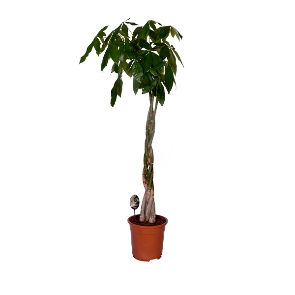 Pachira 130 cm