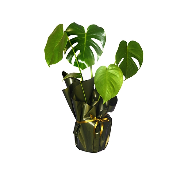 Monstera (Deve Taban)