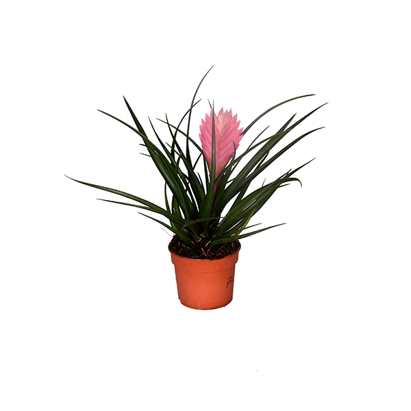 Tillandsia Hava Bitkisi-1