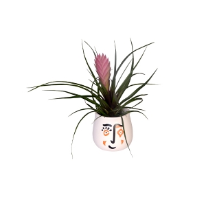 Tillandsia Hava Bitkisi-2