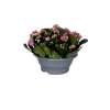 Kalanchoe 3