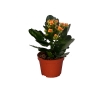 Kalanchoe 1