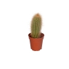 Kakts 5 cm