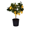 thal Limon Aac 60 cm