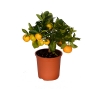 thal Bodur Mandalina Saks 20-30