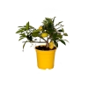 thal Bodur Limon 20-30 cm