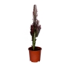 Eforbia Trigona St Kakts 110 cm