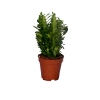 Eforbia St Kakts 25 cm