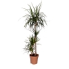 Drtl Marginata 150 cm