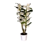Dendrobium ( Bambu Orkide )