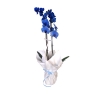 ift Dall Mavi Orkide
