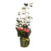 Camellia 45-50 cm aras