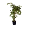 Benjamin Starlight ( Alacal ) 65 cm