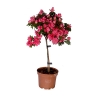 Pembe Baston Aelya 60 cm