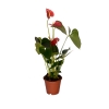 45 cm Krmz Anatoryum