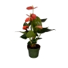 60 cm Krmz Anatoryum