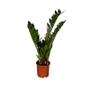 Zamia