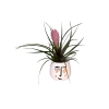 Tillandsia Hava Bitkisi-2