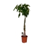 Pachira 130 cm