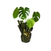 Monstera (Deve Taban)